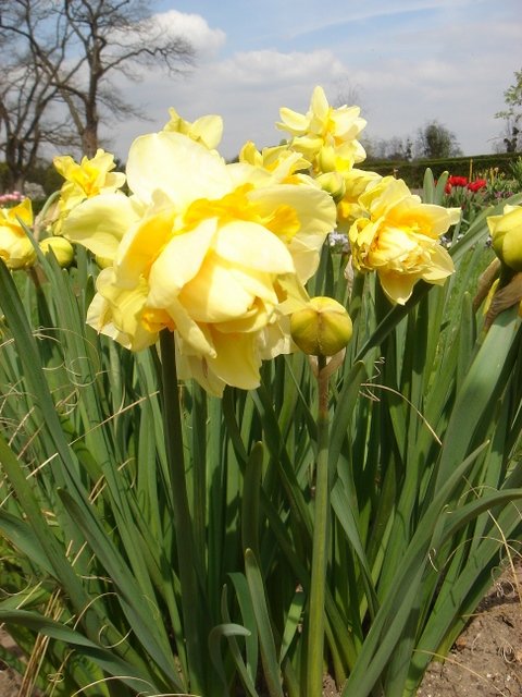 Narcissus double 'Texas' PB 14